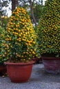 Tet Kumquat Trees the symbols of Lunar New Year Holidays