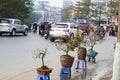 Tet in Vietnam 2019 -bonsai