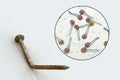 Tetanus. Bacteria Clostridium tetani and rusty metal nail Royalty Free Stock Photo