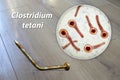 Tetanus. Bacteria Clostridium tetani and rusty metal nail Royalty Free Stock Photo