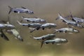 Tete sea catfish Ariopsis seemanni Royalty Free Stock Photo