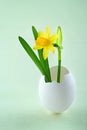 Tete a tete narcissus in a white egg shell Royalty Free Stock Photo