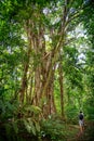 Large tree in the rainforest of Tetepare Island in the Solomon Islands. Royalty Free Stock Photo