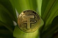TETHER USDT cryptocurrency physical coin placed between plant leaves