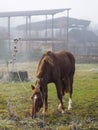 A tethered brown horse eats grass on a cold and foggy morning