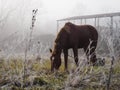A tethered brown horse eats grass on a cold and foggy morning