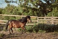 Tethered brown pony running in the paddock.