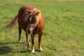 Tethered brown pony standing in a pasture