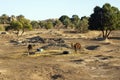 Camels in morning light, Merzouga, Morocco Royalty Free Stock Photo