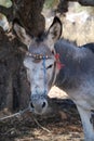 Tethered donkey