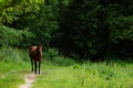 Tethered horse grazing Royalty Free Stock Photo