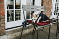 Tethered lonely white dog with clothes sitting and waiting on the metal chair during the winter morning in front of cafe Royalty Free Stock Photo