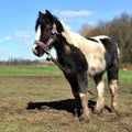 Tethered Muddy Black And White Horse