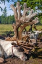 Tethered reindeer in northern Mongolia