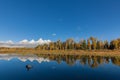 Teton Fall Reflection Royalty Free Stock Photo