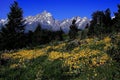 Teton Mountains Royalty Free Stock Photo