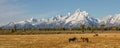 Teton Panoramic Landscape in Autumn With horses Royalty Free Stock Photo