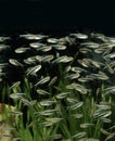Tetra Fishes, aphyocharax sp Royalty Free Stock Photo