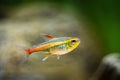 Tetra growlight Hemigrammus Erythrozonus in a fish tank with blurred background Royalty Free Stock Photo