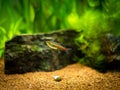 Tetra growlight Hemigrammus Erythrozonus isolated in a fish tank with blurred background Royalty Free Stock Photo