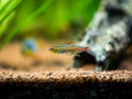 Tetra growlight Hemigrammus Erythrozonus isolated in a fish tank with blurred background Royalty Free Stock Photo