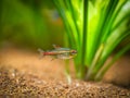 Tetra growlight Hemigrammus Erythrozonus isolated in a fish tank with blurred background Royalty Free Stock Photo