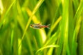 Tetra growlight Hemigrammus Erythrozonus isolated in a fish tank with blurred background Royalty Free Stock Photo
