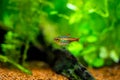 Tetra growlight Hemigrammus Erythrozonus isolated in a fish tank with blurred background Royalty Free Stock Photo