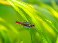 Tetra growlight Hemigrammus Erythrozonus isolated in a fish tank with blurred background Royalty Free Stock Photo