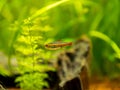 tetra growlight (Hemigrammus Erythrozonus) isolated in a fish tank with blurred background Royalty Free Stock Photo