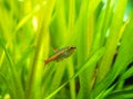 Tetra growlight Hemigrammus Erythrozonus isolated in a fish tank with blurred backgroundpets, orange, shiny, fishbowl, Royalty Free Stock Photo