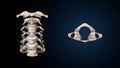 3d illustration of human skeleton cervical bone anatomy