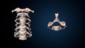 3d illustration of human skeleton cervical bone anatomy