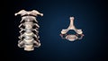 3d illustration of human skeleton cervical bone anatomy