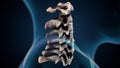 3d illustration of human skeleton cervical bone anatomy