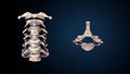 3d illustration of human skeleton cervical bone anatomy