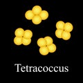 Tetraccoci structure. Bacteria tetracoccus. Infographics. Vector illustration on isolated background.