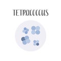 Tetracoccus. Bacteria classification. Spherical shapes of bacteria, cocci. Morphology. Microbiology. Royalty Free Stock Photo