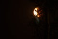 Tetrad Passover Blood Moon behind in shadow of trees Royalty Free Stock Photo