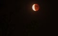 Tetrad Passover of Blood Moon Royalty Free Stock Photo