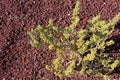 Tetraena fontanesii growing in the red stony ground of volcanic origin, Tenerife, Canary Islands