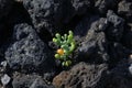 Tetraena fontanesii growing among black lava rocks on the Canary Island Tnerife