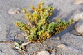 Tetraena fontanesii succulent plant of zygophyllaceae family grows in sand on dunes, zygophyllum fontanesii, sunny day