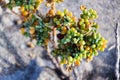 Tetraena fontanesii succulent plant of zygophyllaceae family grows in sand on dunes, zygophyllum fontanesii, sunny day