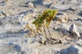 Tetraena fontanesii succulent plant of zygophyllaceae family grows in sand on dunes, zygophyllum fontanesii, sunny day