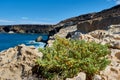 Tetraena fontanesii, Zygophyllum fontanesii on the coast of the Atlantic Ocean in the town of Ajuy, Fuerteventura, Spain