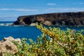 Tetraena fontanesii, Zygophyllum fontanesii on the coast of the Atlantic Ocean in the town of Ajuy, Fuerteventura, Spain