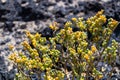 Tetraena fontanesii Zygophyllum fontanesii with the volcanic rocks background, flora of Tenerife island, Tenerife, Canary