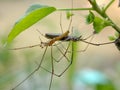 Tetragnatha extensa is a species of long-bodied spider Royalty Free Stock Photo