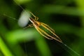 Tetragnatha extensa is a species of spider found across the Northern Hemisphere. It has an elongate body, up to 11 mm long, and Royalty Free Stock Photo